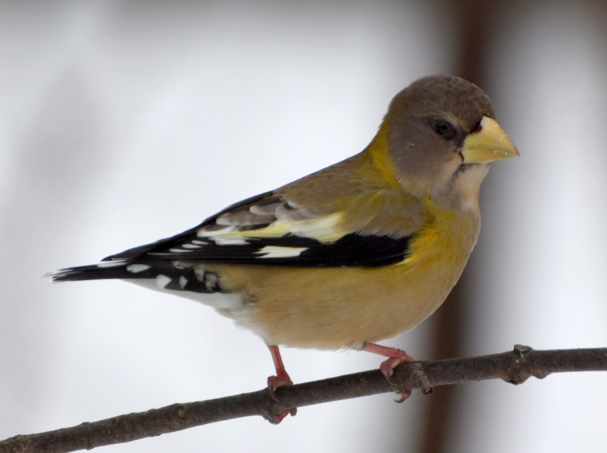 Evening Grosbeak - JOANNE WILLIAMS