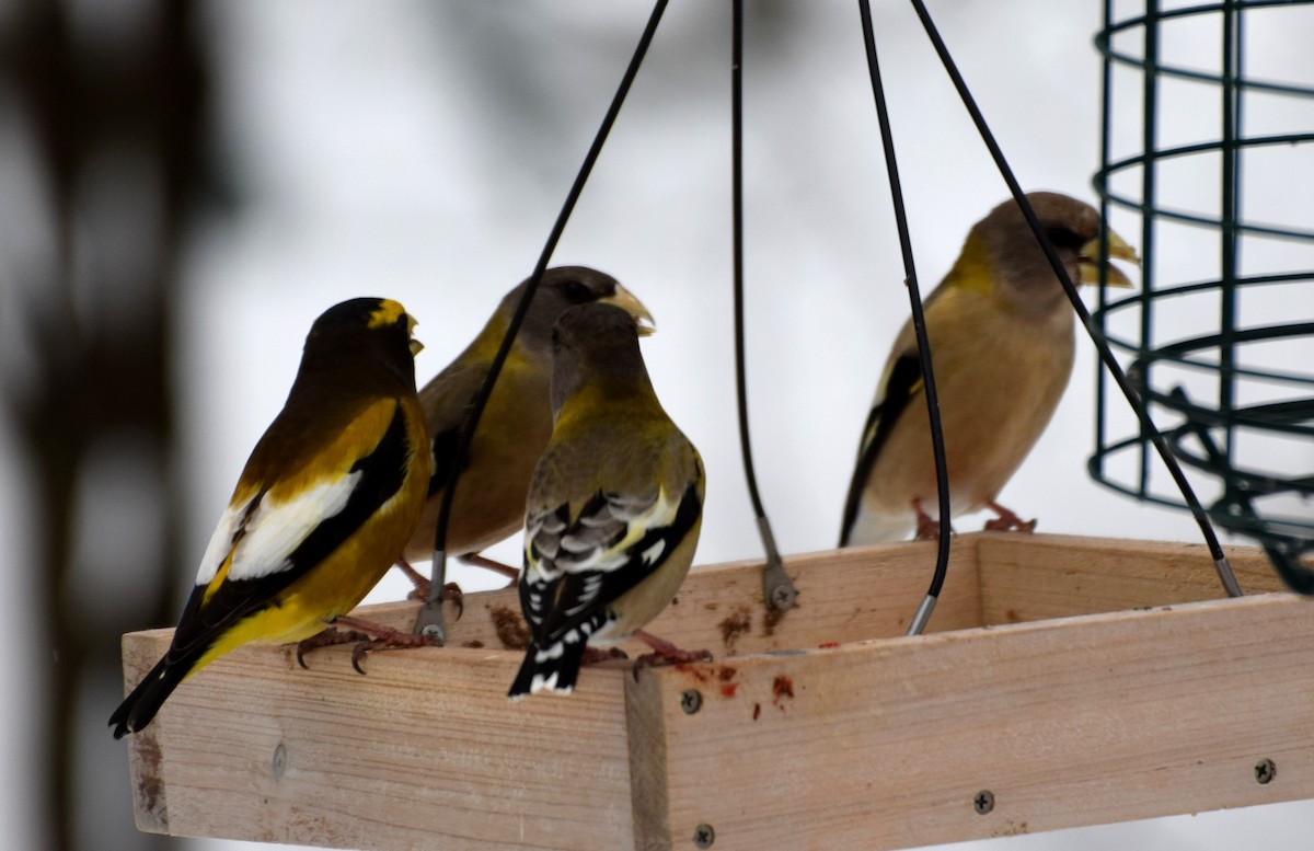 Evening Grosbeak - ML526562421