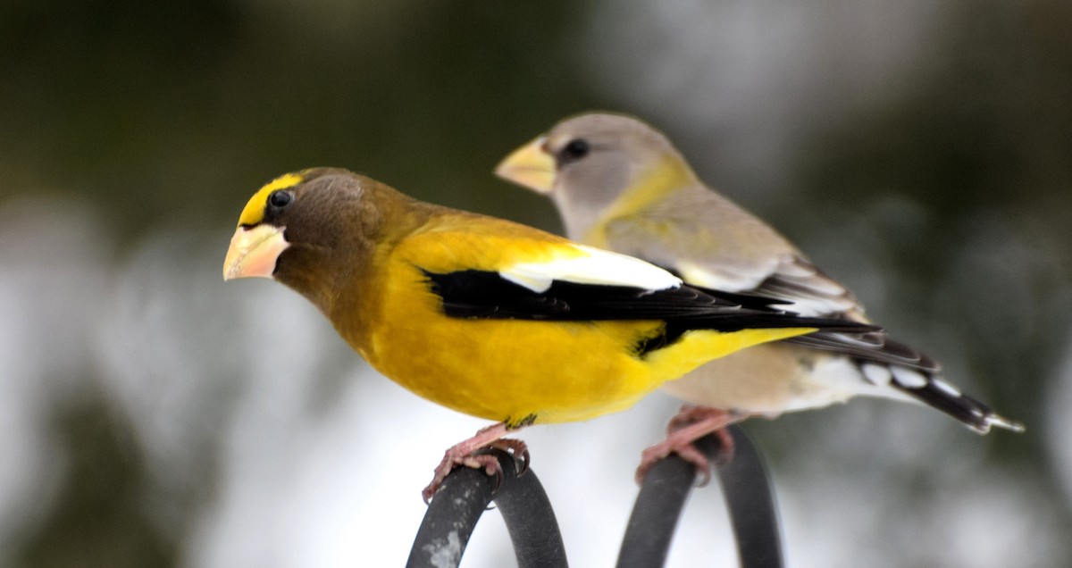 Evening Grosbeak - ML526562441