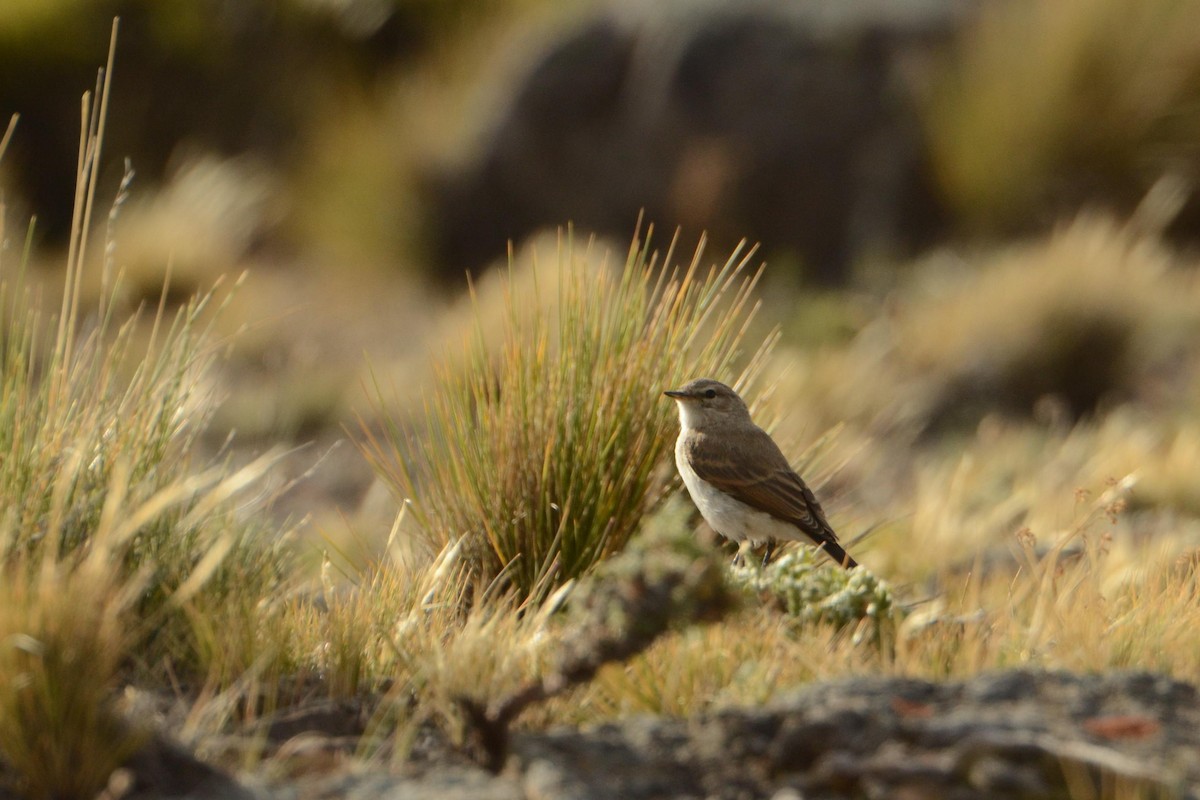 Spot-billed Ground-Tyrant - ML52656321