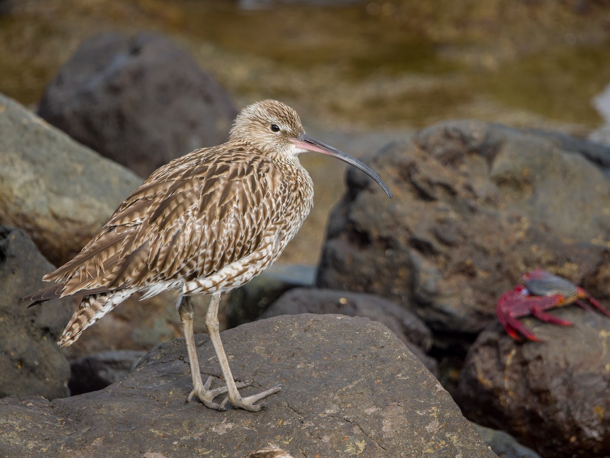Eurasian Curlew - J. Marcos Benito