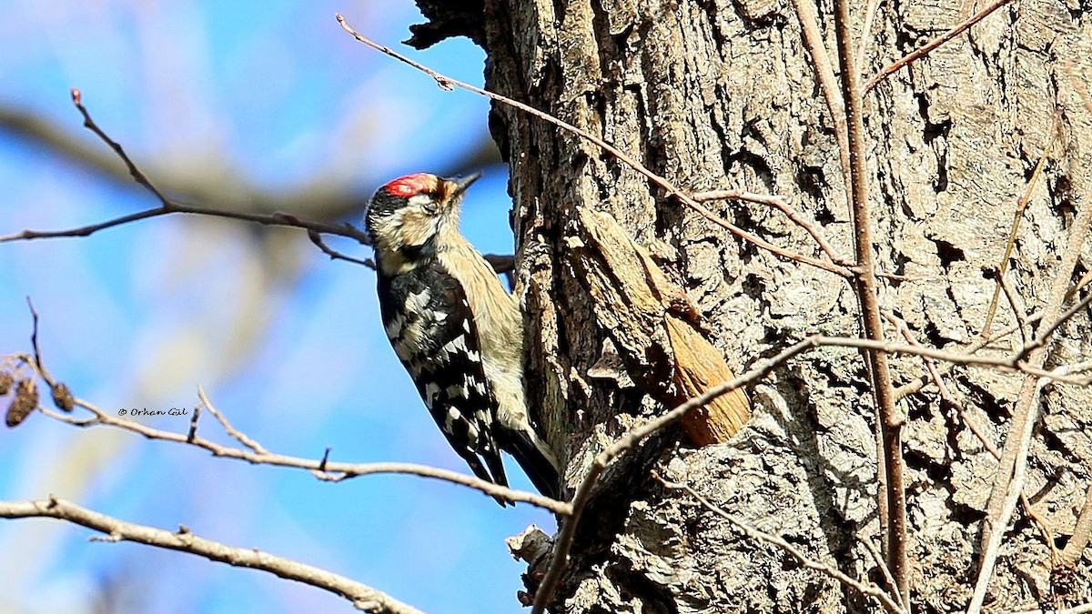 Lesser Spotted Woodpecker - Orhan Gül