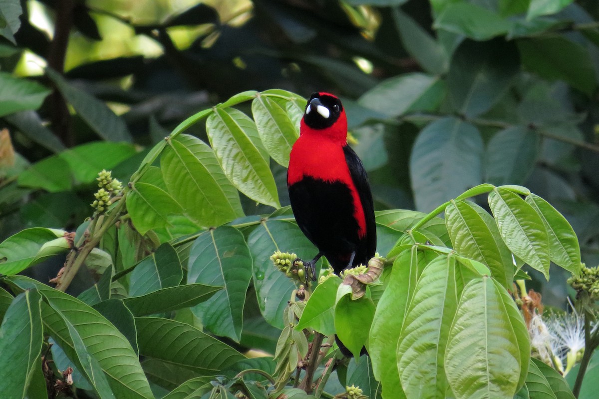 Masked Crimson Tanager - ML526564491