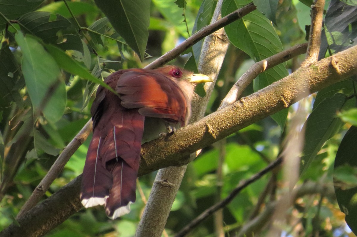 Squirrel Cuckoo - ML526564571