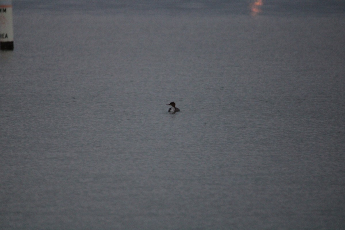 Red-breasted Merganser - ML526566391