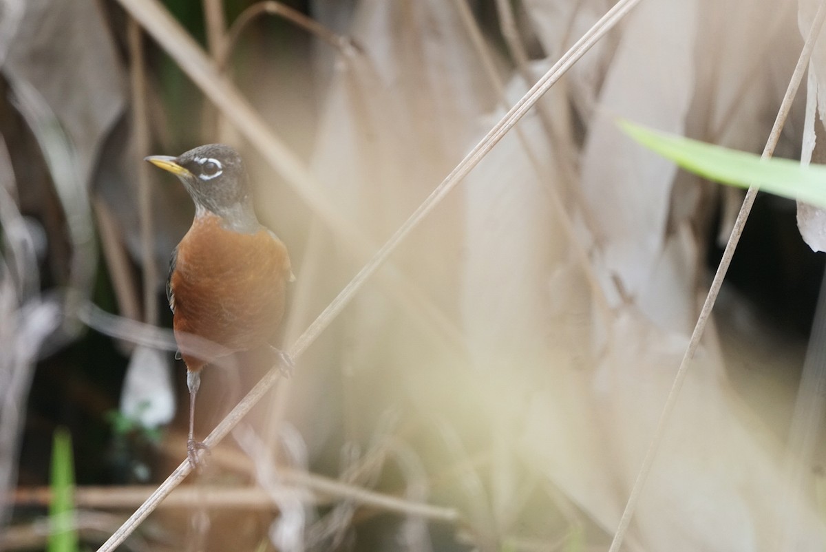 American Robin - Tuly  Datena