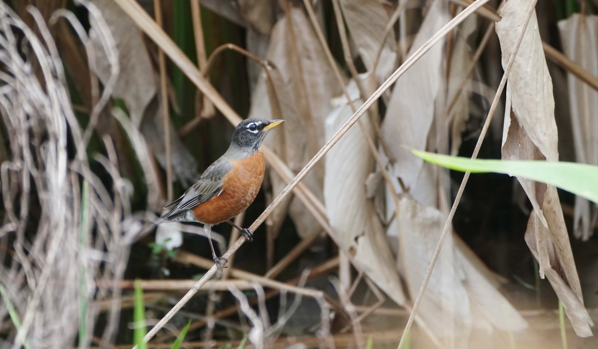 American Robin - ML526566901