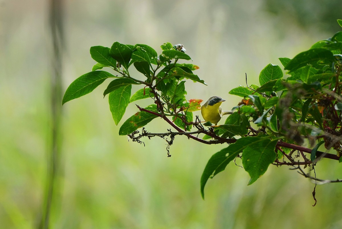 Common Yellowthroat - Tuly  Datena