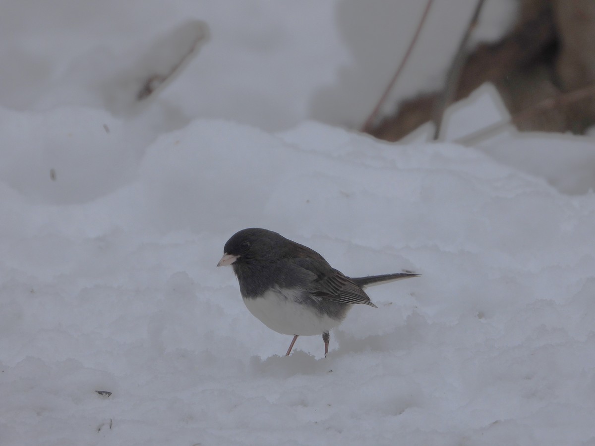 Dark-eyed Junco - ML526568211