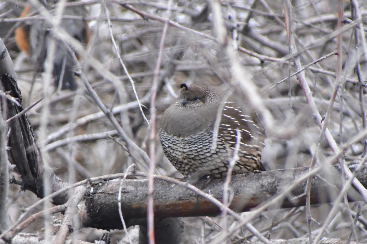 Galeper kaliforniarra - ML526568271