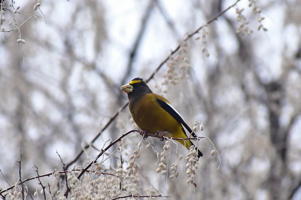 Evening Grosbeak - ML526568361