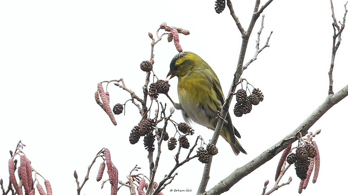 Eurasian Siskin - ML526569211