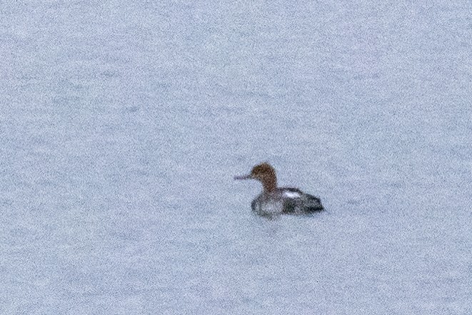 Red-breasted Merganser - ML526569251