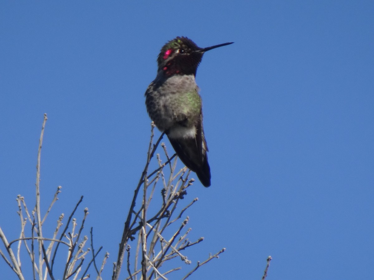 Anna's Hummingbird - Julia Ray