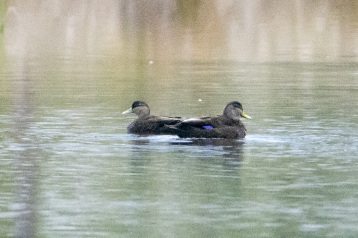 American Black Duck - Anthony Lee