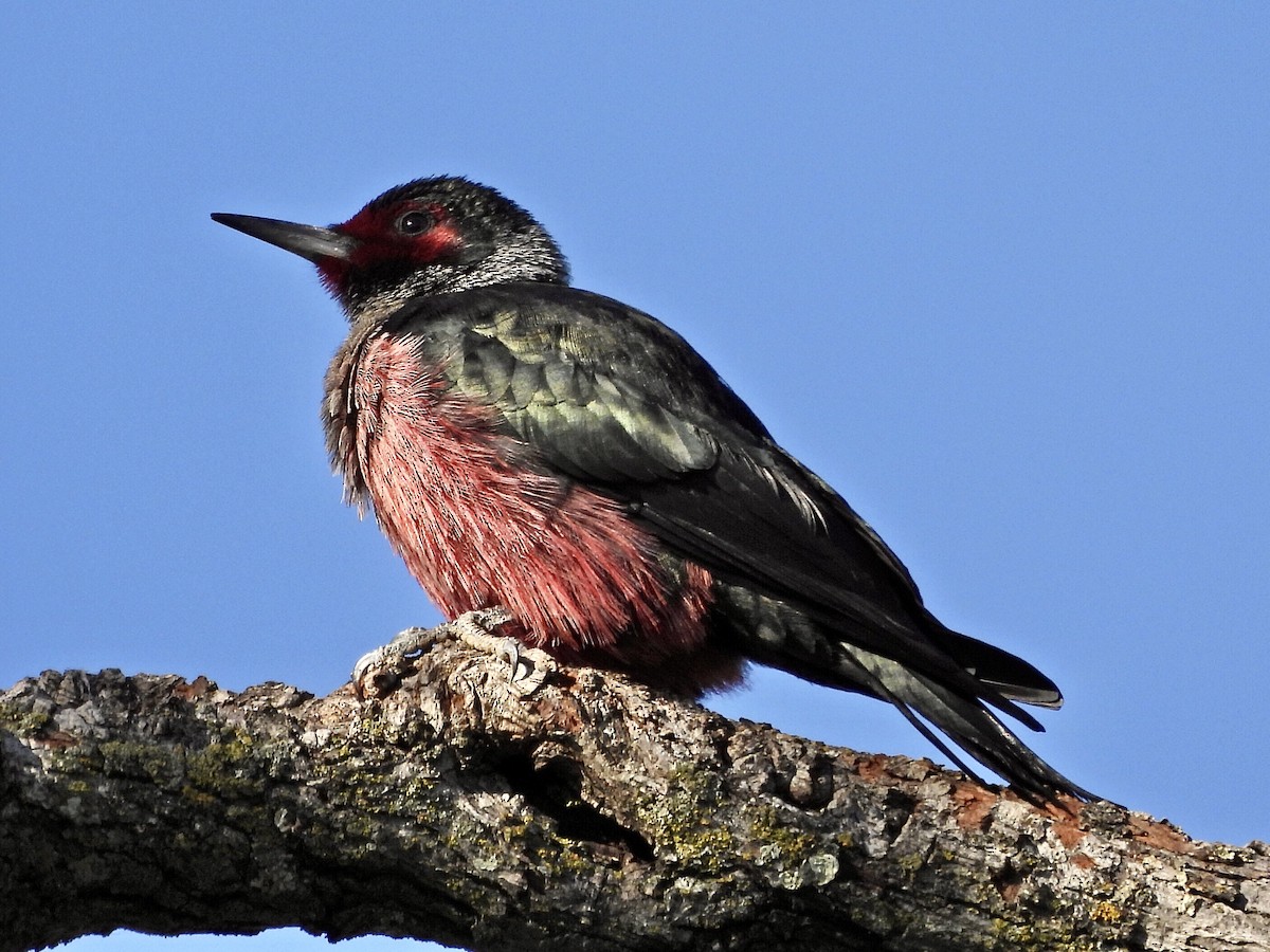 Lewis's Woodpecker - ML526570501