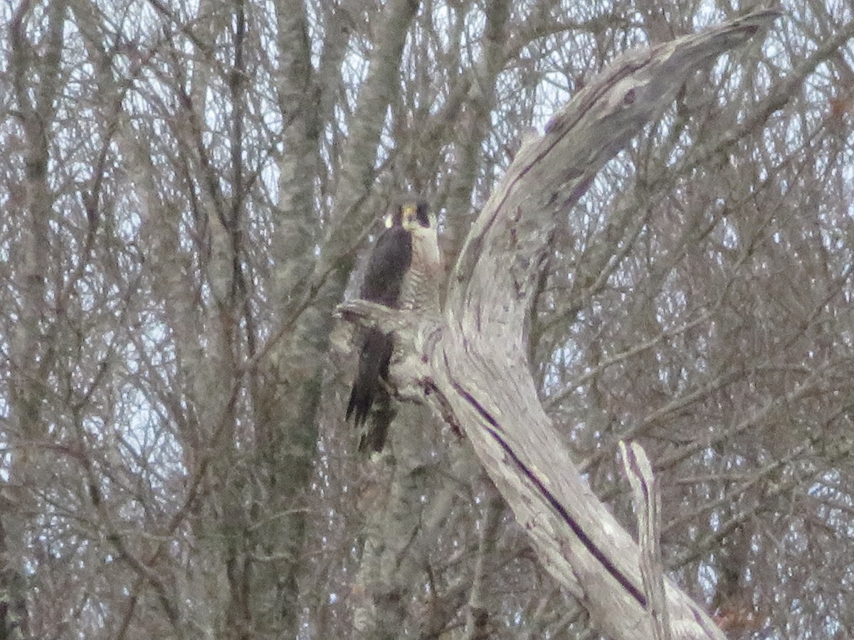 Halcón Peregrino - ML526571011