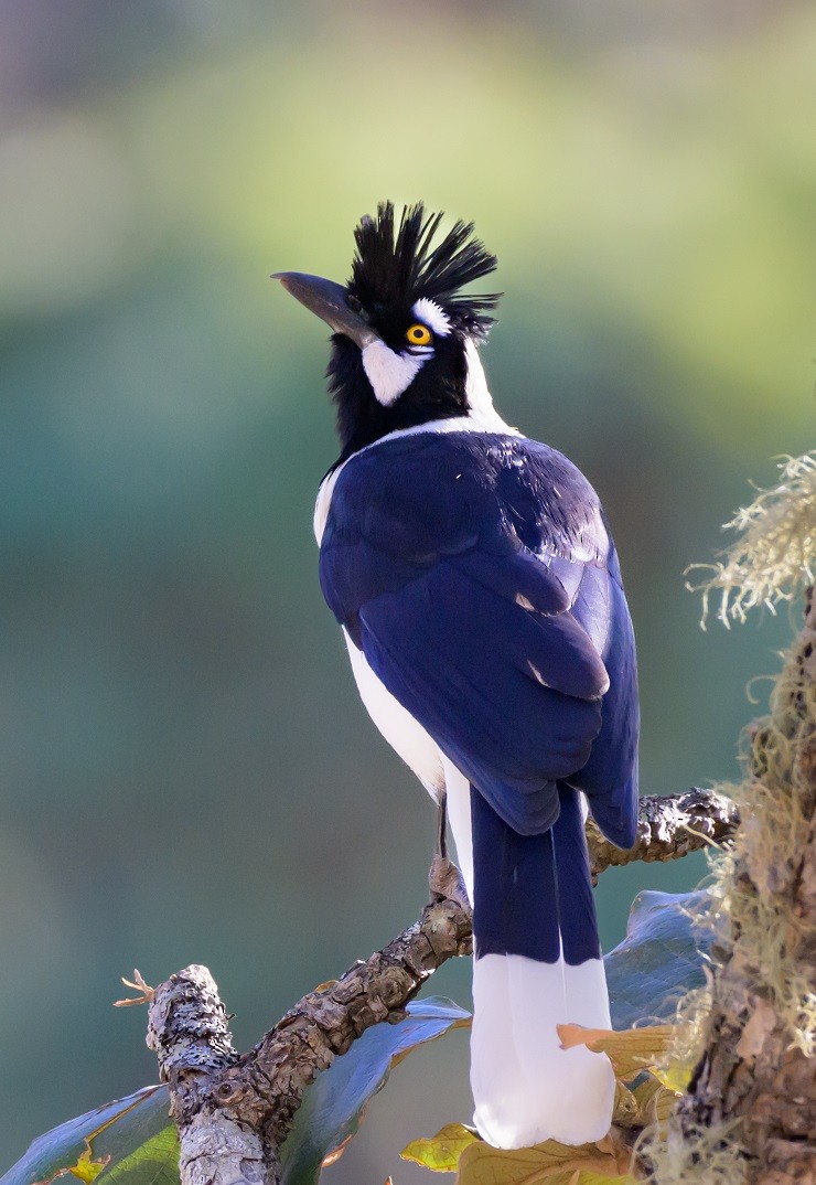 Tufted Jay - ML526572711