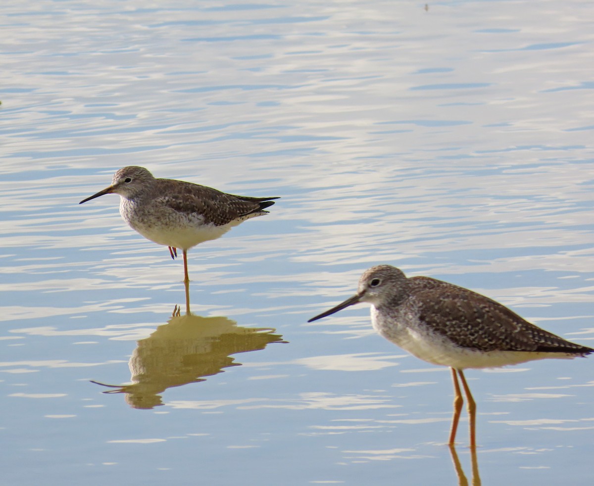 Lesser Yellowlegs - ML526574091