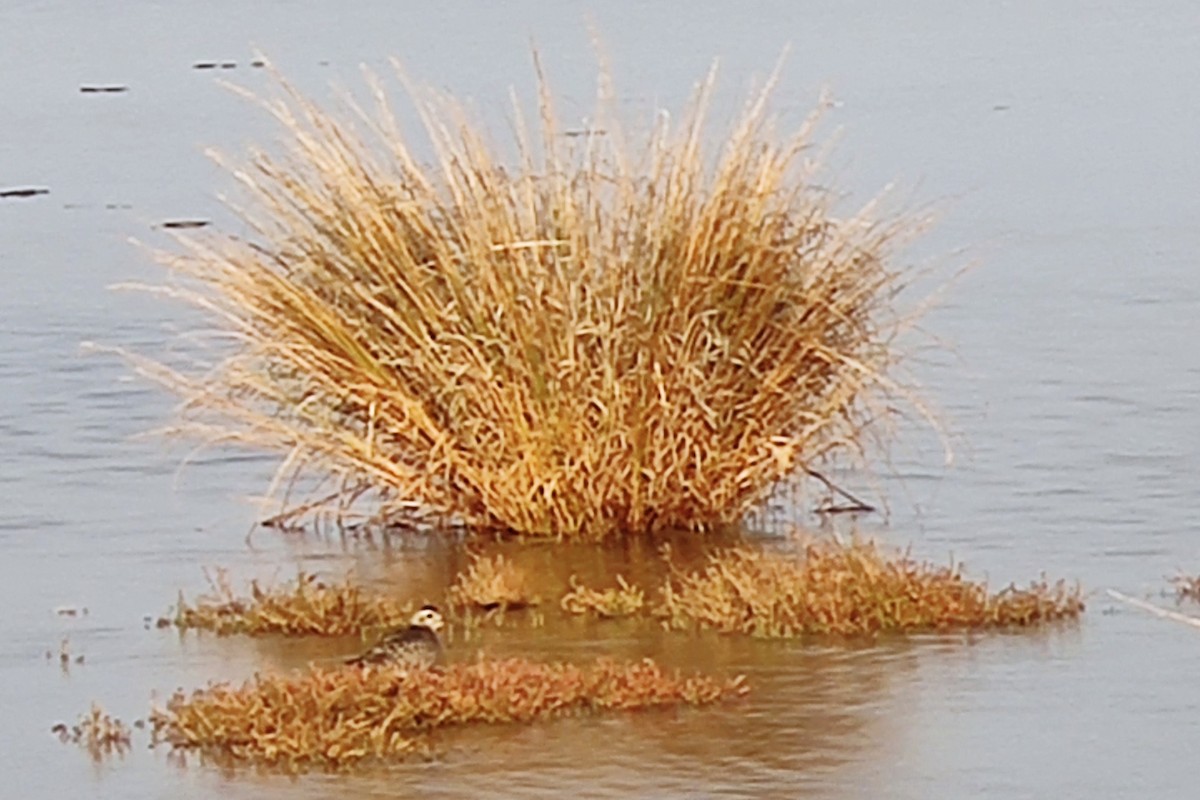 American Golden-Plover - ML526574141