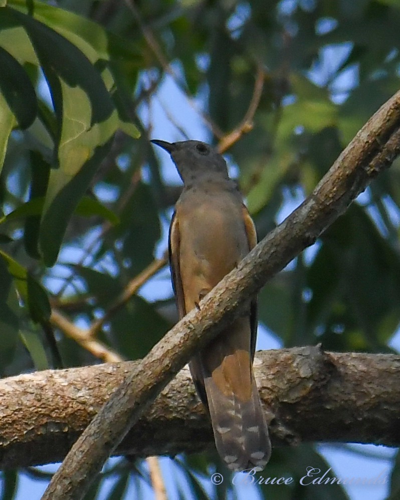 Brush Cuckoo - Bruce Edmunds