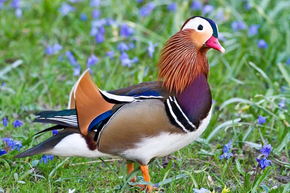 Mandarin Duck - ML52657521