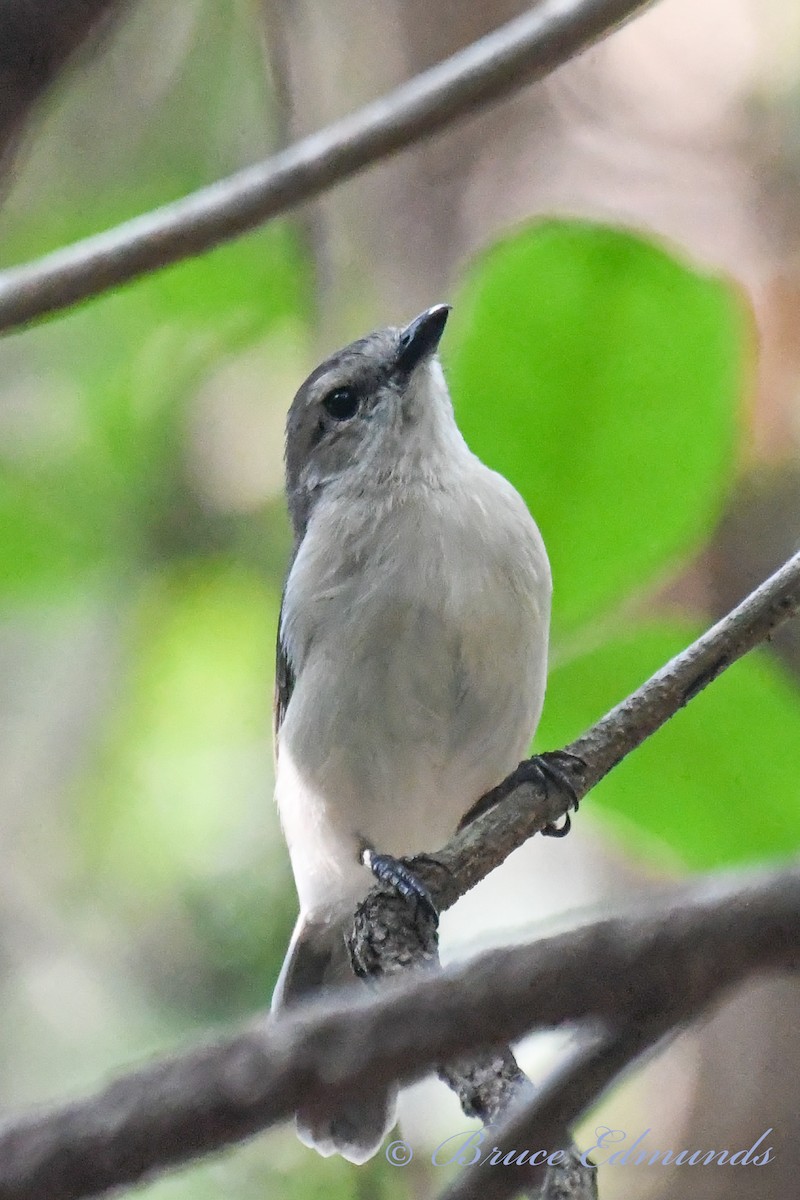 Gray Whistler - Bruce Edmunds