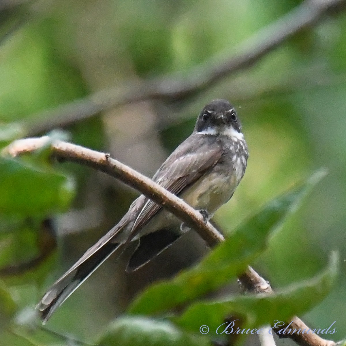 Northern Fantail - ML526575851