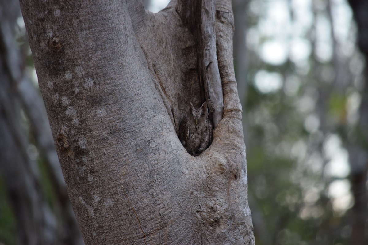 Pacific Screech-Owl - ML52657731