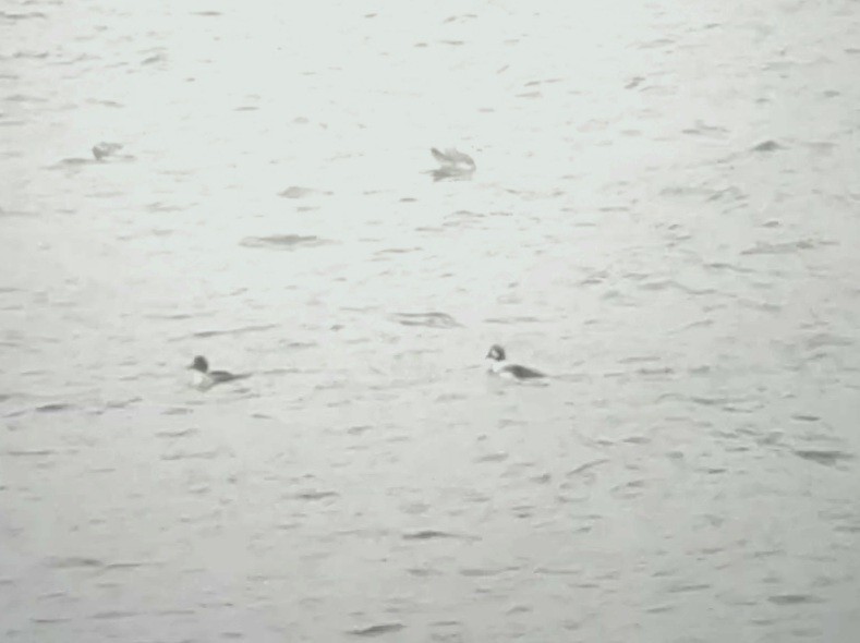 Barrow's Goldeneye - ML526579131