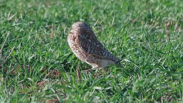 Burrowing Owl - ML526579161