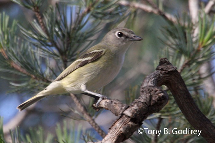 Cassin's Vireo - ML52657971