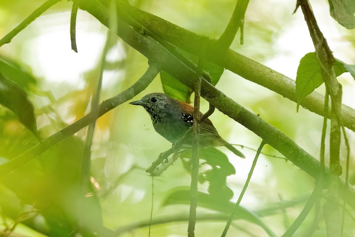 Rufous-backed Stipplethroat - ML526579721