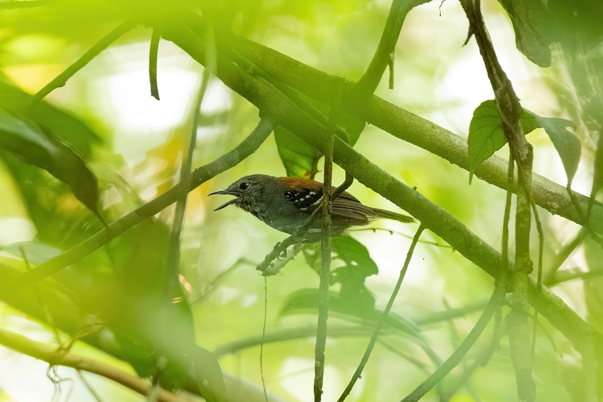 Rufous-backed Stipplethroat - ML526579731