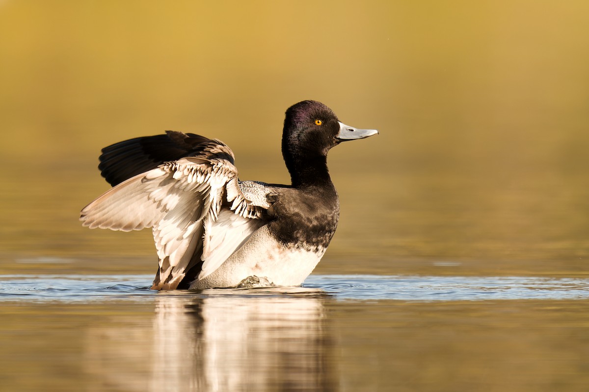 Lesser Scaup - ML526580181