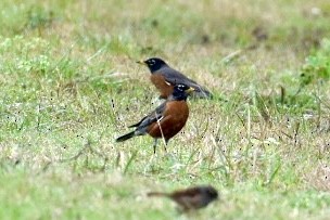 American Robin - ML526580821