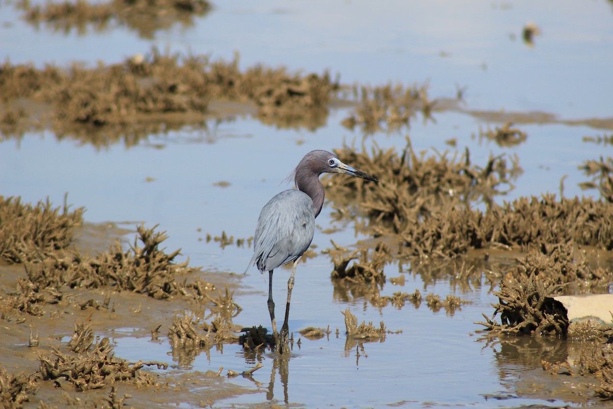 Little Blue Heron - ML526580991