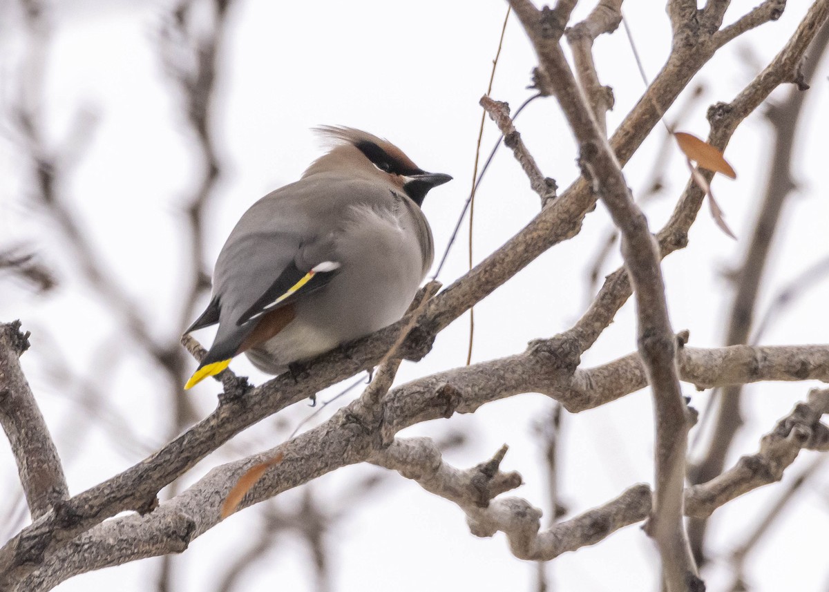 Bohemian Waxwing - ML526582531