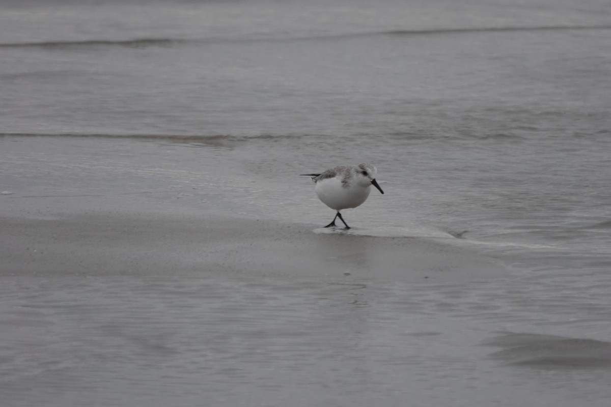 Bécasseau sanderling - ML526583131