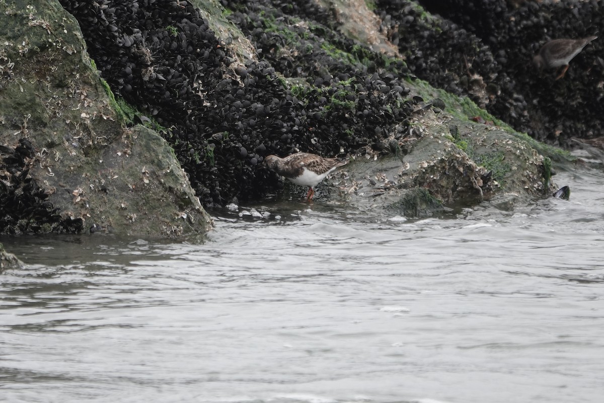 Ruddy Turnstone - ML526583641