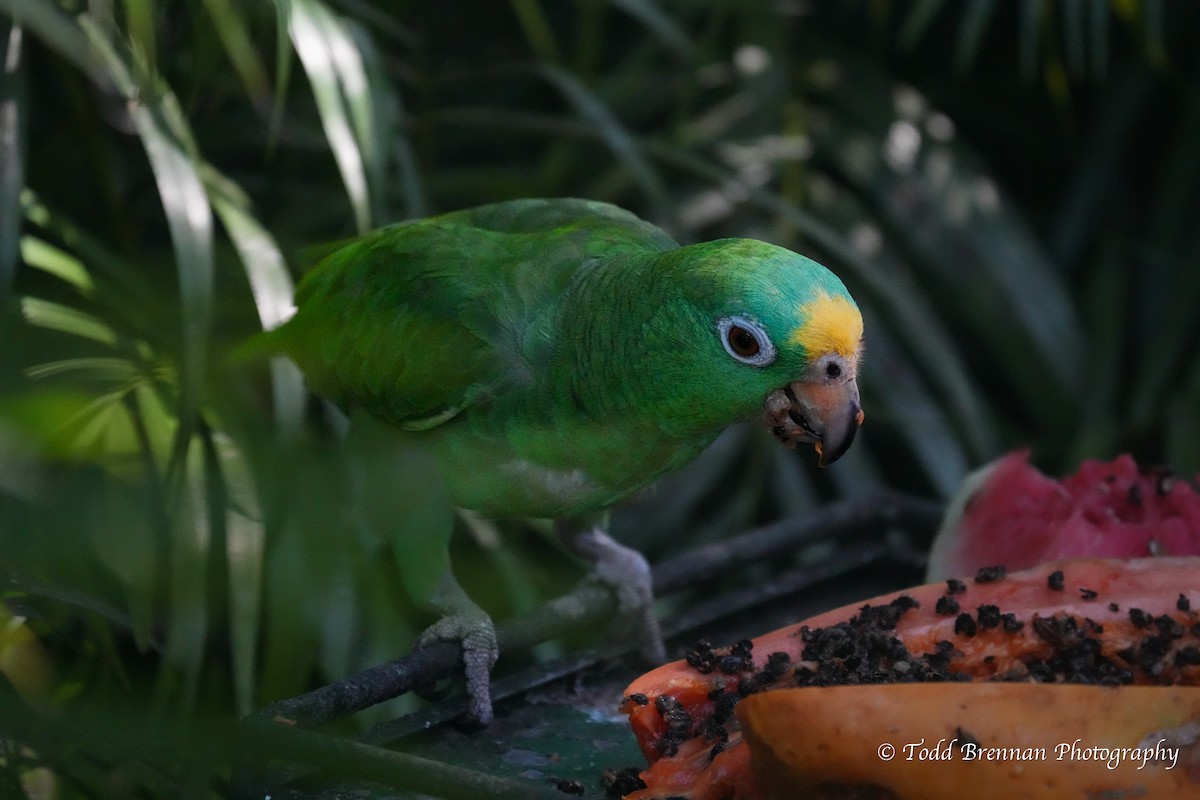 Yellow-crowned Parrot - ML526583731