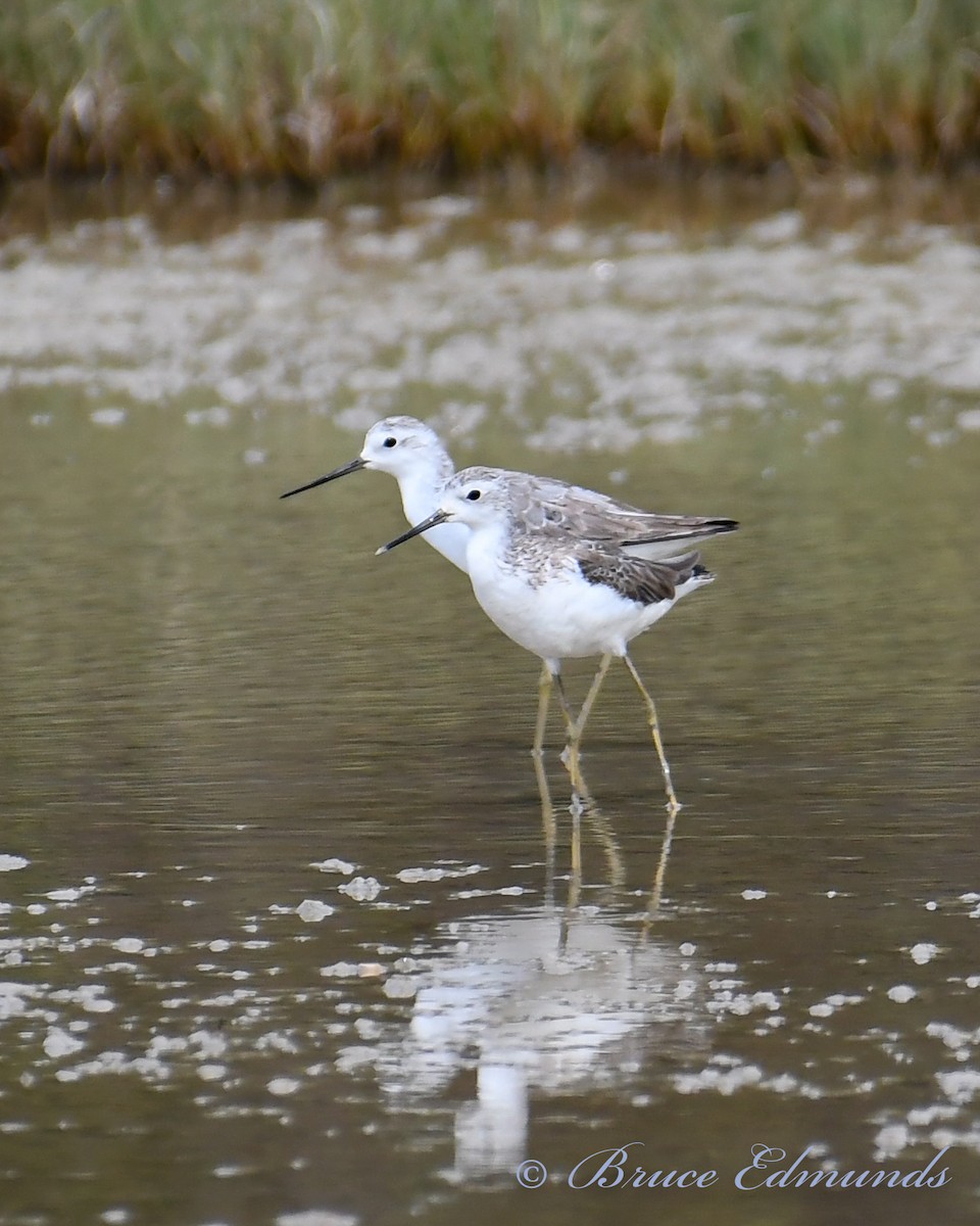 Teichwasserläufer - ML526586571