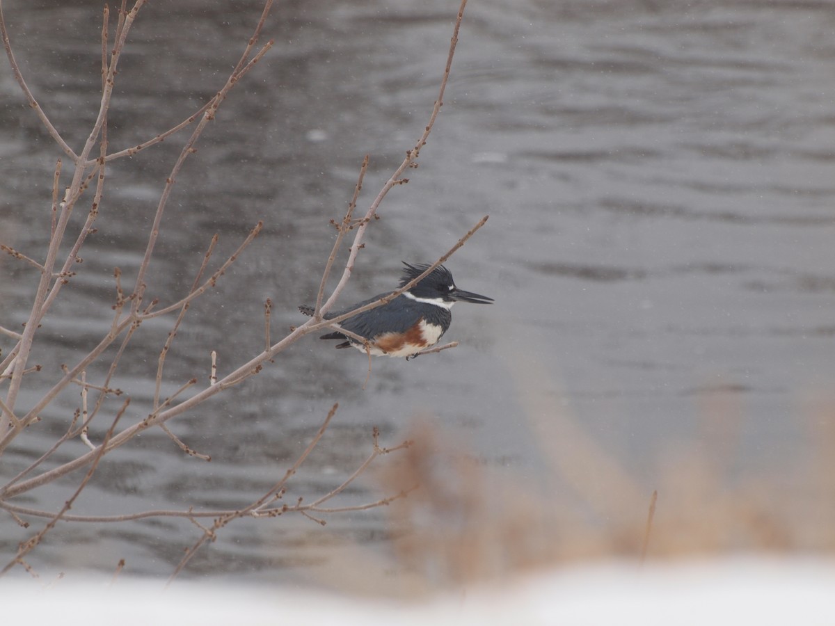 Belted Kingfisher - ML526587031