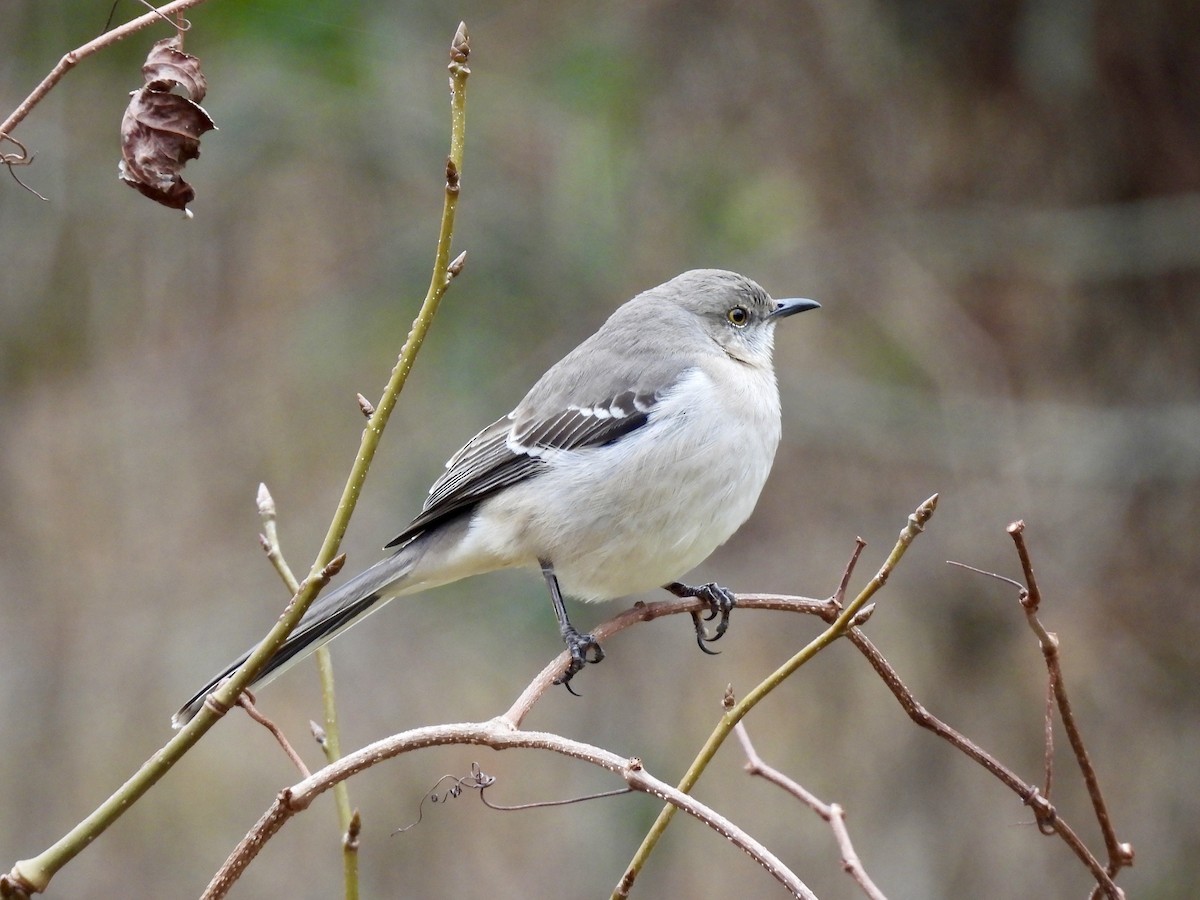Northern Mockingbird - ML526587181