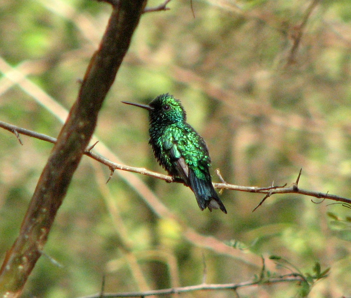 Red-billed Emerald - ML526587301