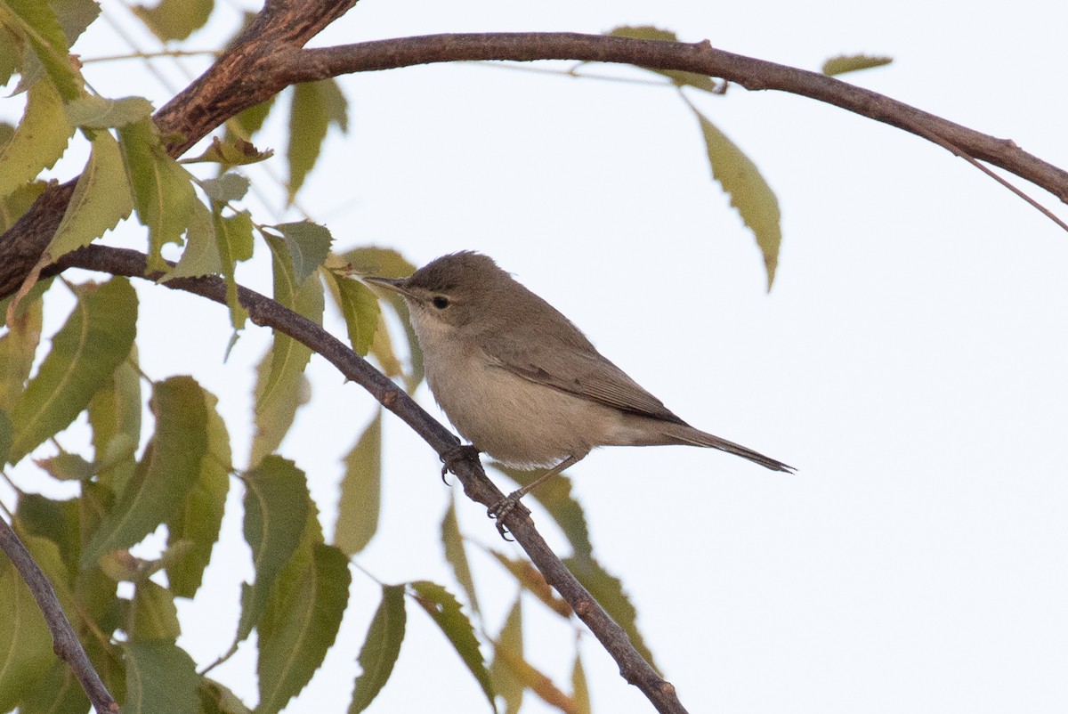 Sykes's Warbler - ML526587521