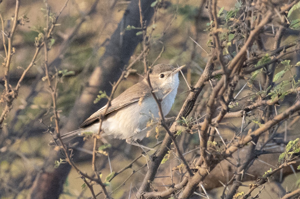 Sykes's Warbler - ML526587531