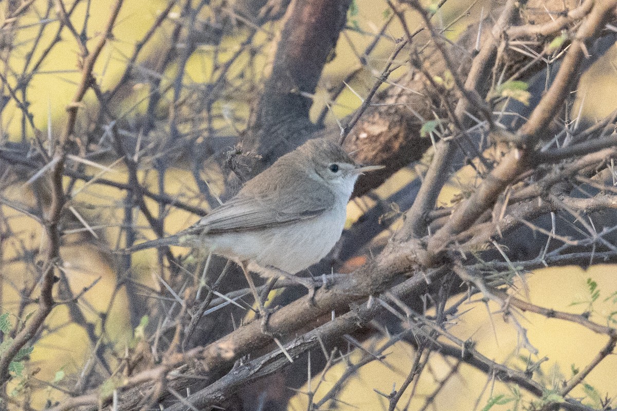 Sykes's Warbler - ML526587541