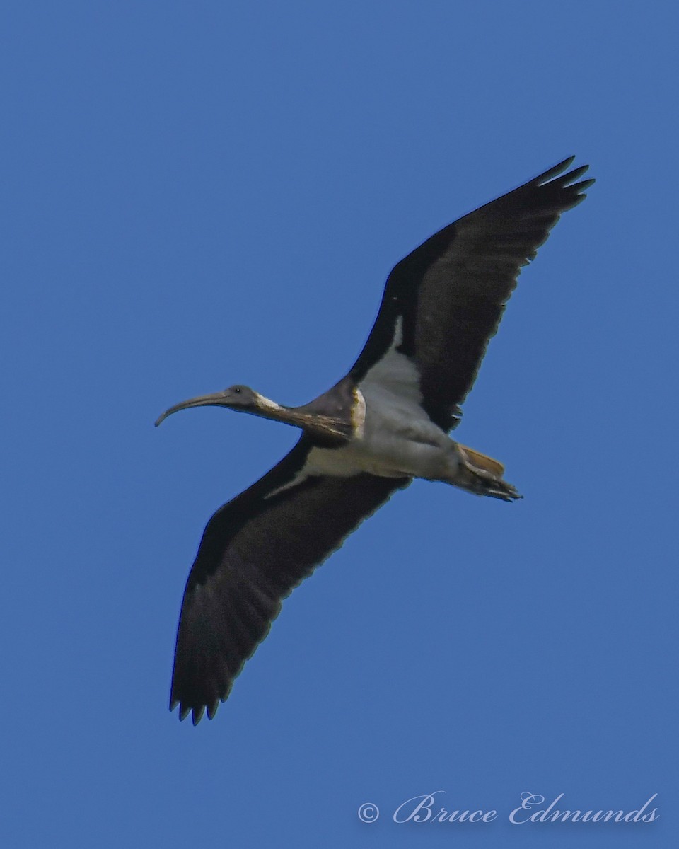 ibis slámokrký - ML526588981