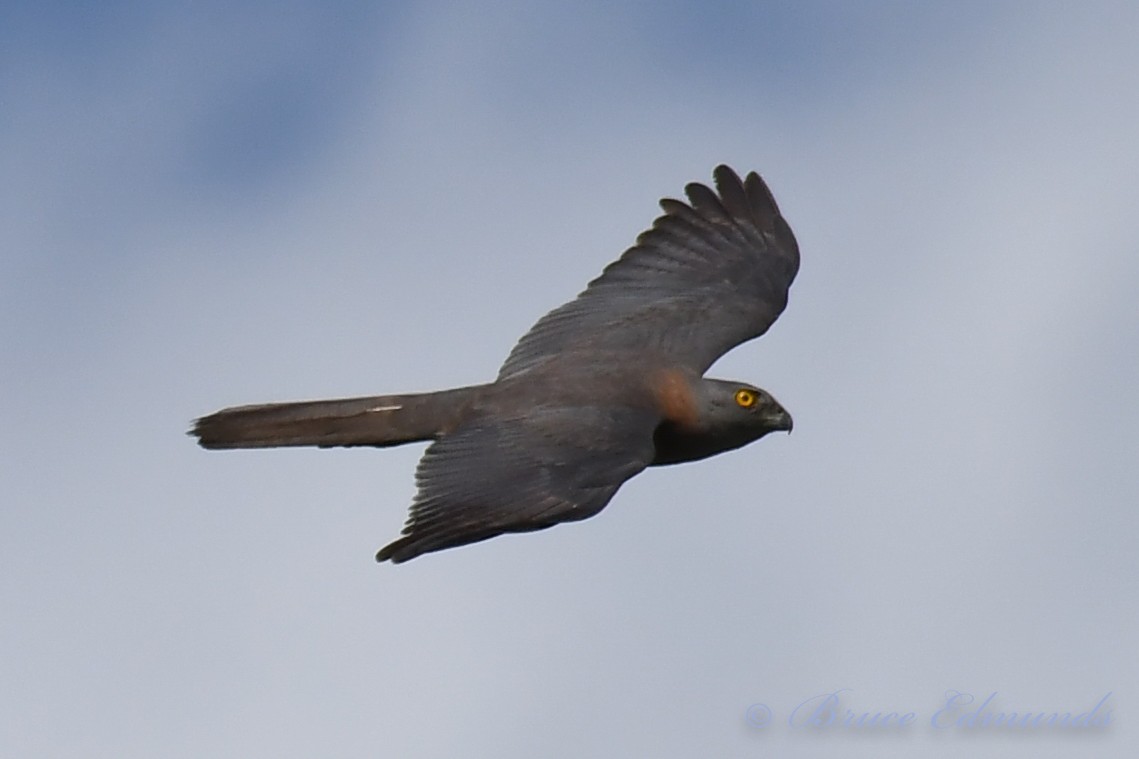 Brown Goshawk - ML526589031